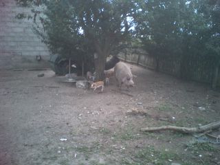 Fauna w jednym obejściu w ?…